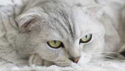 帕金斯：申京是联盟前5中锋，不仅进攻全面而且防守出色